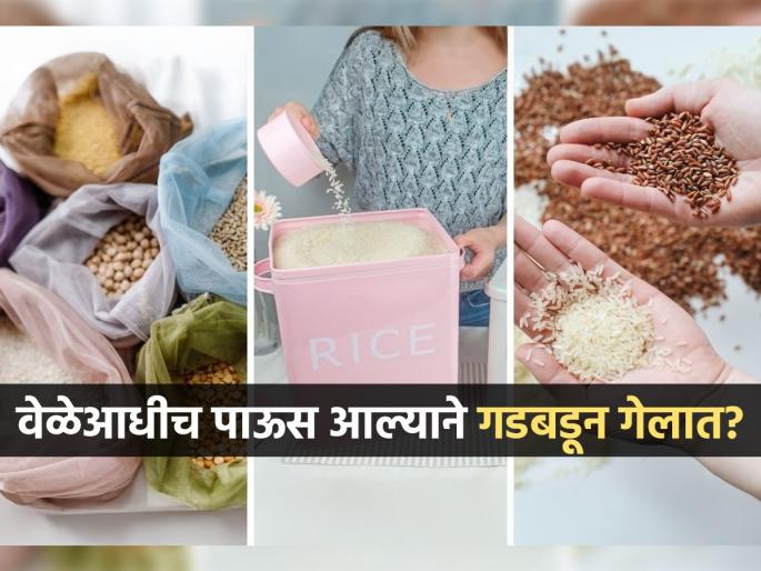 how to store grains for years, 3 tips for the storage of wheat and rice for long | वेळेआधीच पाऊस आल्याने धान्यात किडे होण्याची भीती? धान्य साठवून ठेवण्यासाठी ४ टिप्स- वर्षांनुवर्षे टिकेल