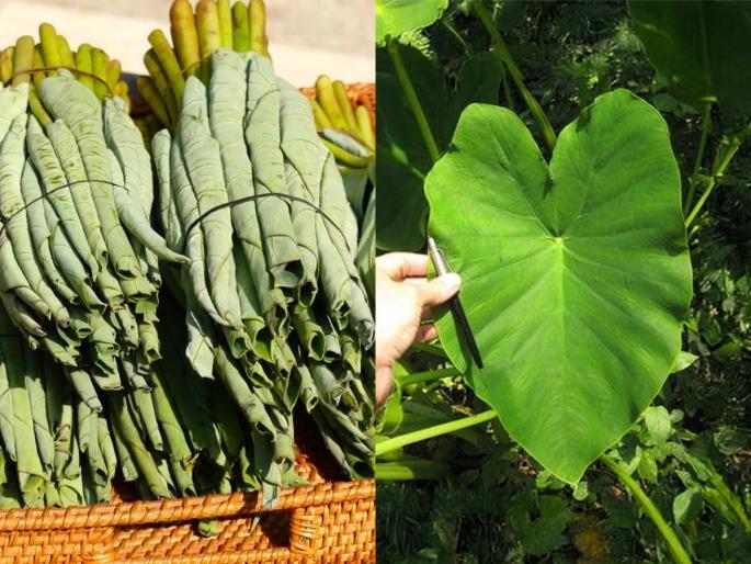 Does your throat hurt when eating Aloo Vadi simple trick to identify Aloo Vadi leaves as a vegetable and Vadi | अळूवडी खाताना घसा खवखवतो? भाजी आणि वड्यांचे अळूची पाने ओळखण्याची सोपी ट्रिक, अळूवड्या होतील खुसखुशीत