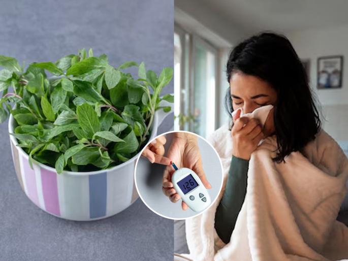 6 Effective Health Benefits Of Holy Tulsi Helpful In Preventing Many Diseases 6 Most Useful Health Benefits of Tulsi Plant Uncovering the Powerful 6 Health Benefits of Tulsi Leaf Health Benefits of Tulsi Uses and Remedies | तुळशीची पाने रोज चावून खा! अनेक आजारांवर असरदार, पावसाळ्यात तर फार उपयोगी...
