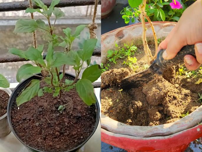 3 tips for the fast growth of tulsi plant, gardening tips for tulsi or basil plant, how to make soil mix for tulasi plant | तुळस सारखी सुकते, वाढतच नाही? कुंडीतली माती 'या' पद्धतीने भरा- तुळस वर्षभर राहील हिरवीगार