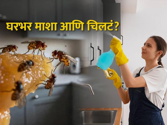how to get rid of house flies and insects from home, 5 natural remedies to make your house free from flies and insects, home hacks to remove flies from house  | पाऊस पडताच घरभर माशा आणि चिलटं? ५ साेपे उपाय- माशा, चिलटं घरातून पळून जातील