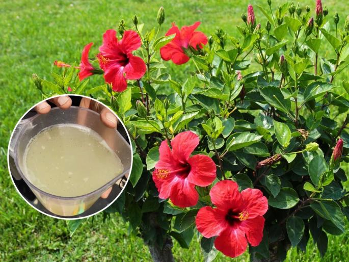 home hacks for getting maximum flowers from jaswand or hibiscus plant, gardening tips for jaswand, how to take care of jaswand plants? | जास्वंदाचं रोप नुसतंच वाढलं- फुलांचा पत्ताच नाही? किचनमधला 'हा' पदार्थ घाला- फुलंच फुलं येतील