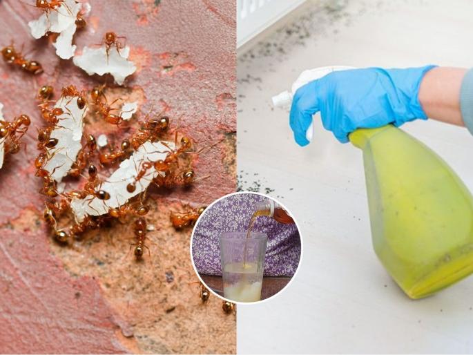 red and black ant in rainy season at home 4 simple hacks how to keep ant away from house | पाऊस सुरू होताच घरभर लाल-काळ्या मुंग्यांनी थैमान घातले? ४ सोप्या ट्रिक्स- मिनिटांत होतील गायब
