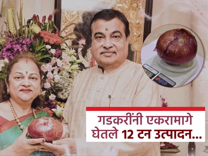 An onion weighs 800 grams to 1 kg! Nitin Gadkari's wife did a unique experiment on there Farm; A huge yield came... | एक कांदा ८०० ग्रॅम ते १ किलो वजनाचा! नितीन गडकरींच्या पत्नीने केला अनोखा प्रयोग; भरघोस उत्पादन आले...