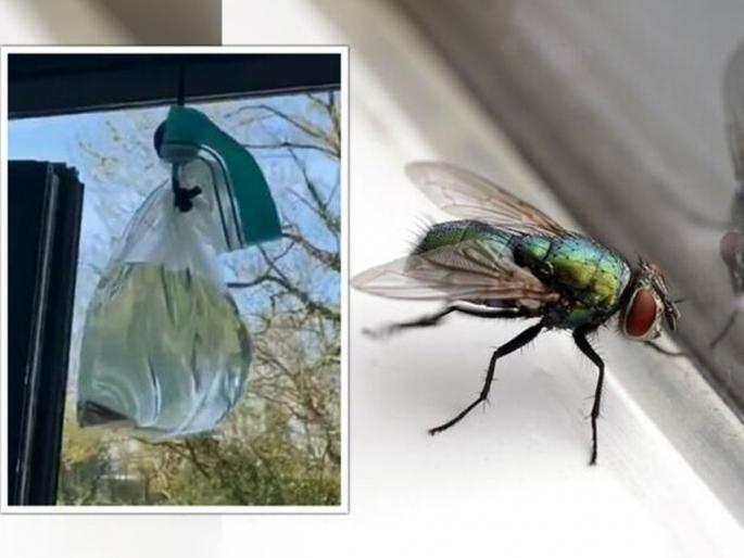 Why Are People Hanging Aluminium Foil in Water Bag On Window How to get rid of mosquitoes From house easily Best Home Remedies for Mosquitoes You Must Try | पावसाळ्यात माशा, डास, कीटकांचा घरभर उच्छाद? पाहा प्लॅस्टिकची पिशवी व अ‍ॅल्युमिनियम फॉइलची सोपी व्हायरल ट्रिक...