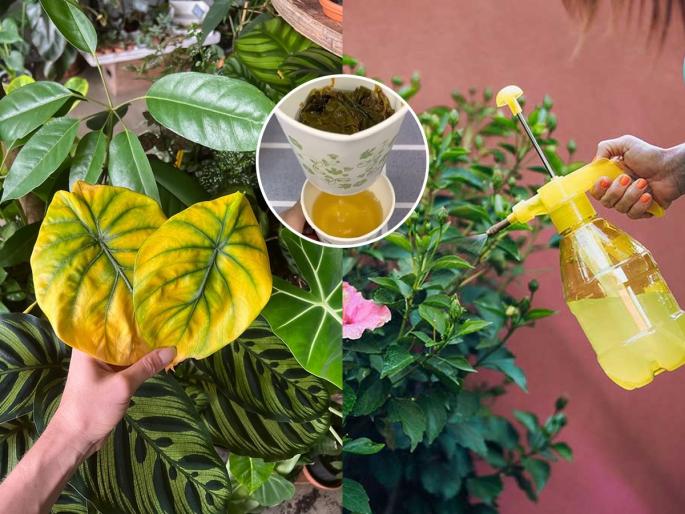 What to do when the leaves turn yellow, why leaves of the plants turn yellow? | भर पावसाळ्यात कुंडीतल्या रोपांची पानं पिवळी होऊन सुकू लागली? १ सोपा उपाय-रोपं हिरवीगार