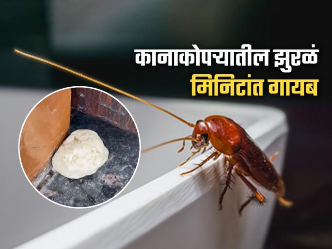 How To Get Rid Of Cockroaches Using Naphthalene Balls White Dambar Goli Natural Ways to Get Rid of Cockroaches Permanently Effective Ways to Get Rid of Cockroaches | घराच्या कानाकोपऱ्यातील झुरळांमुळे हैराण? करा १ घरगुती उपाय, झुरळं घरात फिरकणार देखील नाहीत...