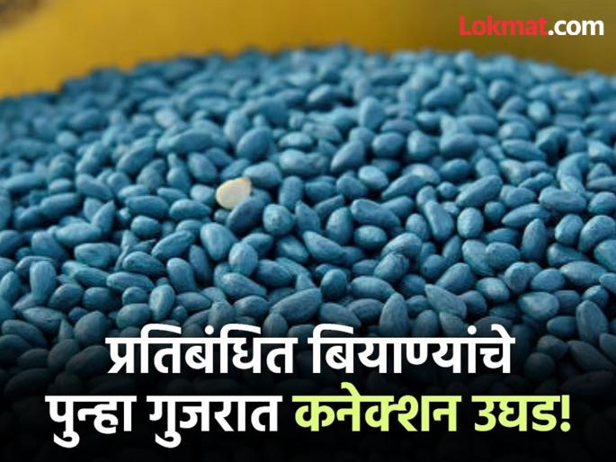 Prohibited HTBT packets worth Rs 28 lakhs from Ahmedabad to Nagpur seized | अहमदाबादवरून नागपूरला जाणारी २८ लाखांची प्रतिबंधित एचटीबीटी पाकिटे केली जप्त Prohibited HTBT packets worth Rs 28 lakhs from Ahmedabad to Nagpur seized | अहमदाबादवरून नागपूरला जाणारी २८ लाखांची प्रतिबंधित एचटीबीटी पाकिटे केली जप्त