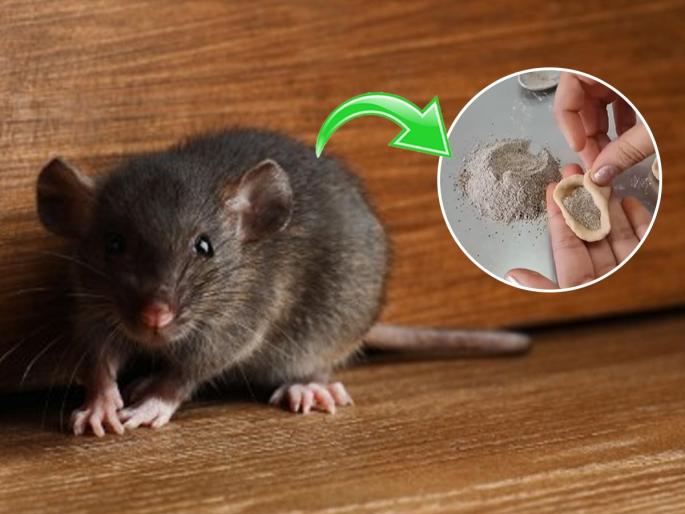 Home Remedies to Get Rid of Rats in the House How to Keep Rats Away Using Home Remedies How to Keep Rats Away Using Home Remedies | घरभर उंदरांचा उच्छाद? करा कणकेच्या पिठाचा सोपा घरगुती उपाय - उंदीर पळतील घराबाहेर...