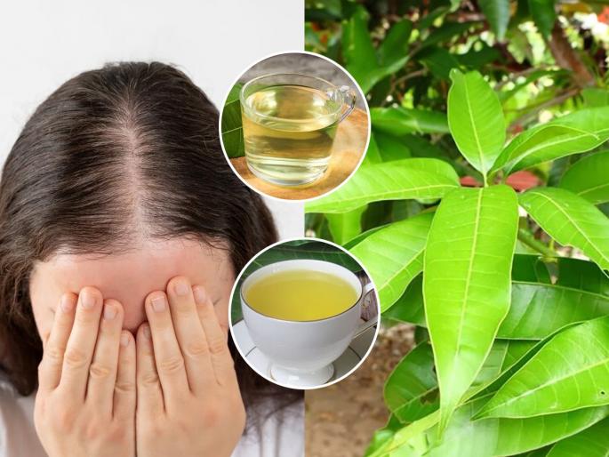 Mango Leaves Can Bring Life Back To Falling Hair Just Know How To Use Them 3 Emerging Benefits of Mango Leaves For Hair Mango Leaves Are Great for Hair, Learn Benefits and Ways To Use | आंब्याची हिरवीगार पानं केसांसाठी वरदान! या ३ पद्धतींनी केसांना लावा, केसांच्या समस्या गायब...