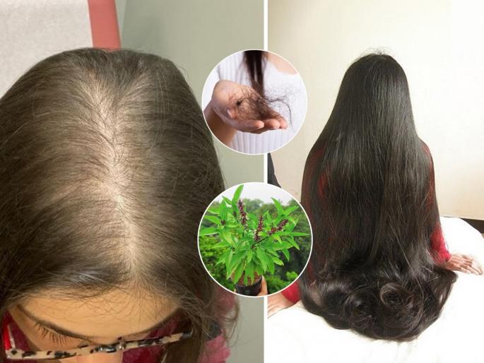 how to use thai basil for hair growth, use of thai tulsi for fast hair growth, thai basil hair mask to reduce hair fall | टक्कल पडलेल्या भागातही उगवतील नवे केस! 'या' पानांचा रस लावा- केस गळणं बंद, वाढतील केस