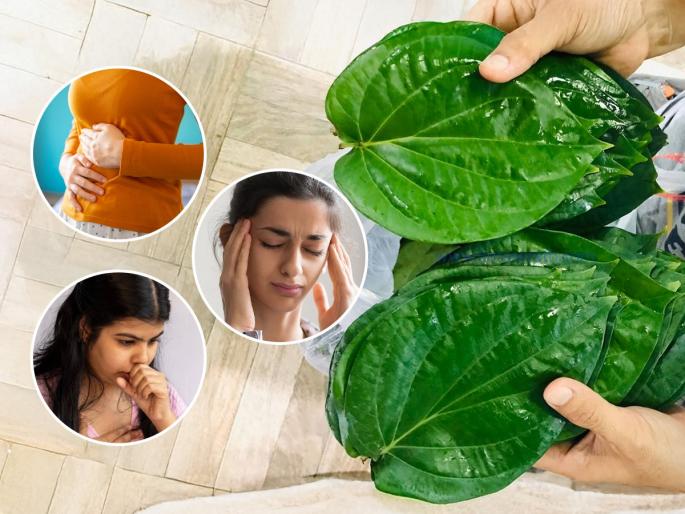Ayurvedic Home Remedies Betel Leaf Betel Leaf Remedies for Headache, Cold, and Cough Natural Healing with Betel Leaf | डोकेदुखी, पोटाच्या तक्रारी आणि सर्दी कफाचा त्रास? नागवेली पानाचा खास उपाय - मिळेल आराम...