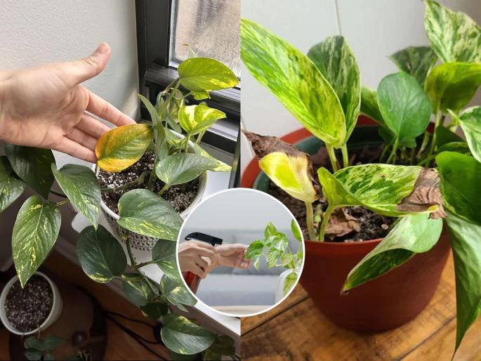 gardening tips how to grow money plant fast why leaves turn in yellow add some 4 best fertilizer add in soil money plant will grow | तुमचाच मनीप्लांट सारखा सुकतो, पानं जळतात-काळी पडतात? कुंडीत घाला ४ गोष्टी-मनीप्लांट वाढेल जोमात