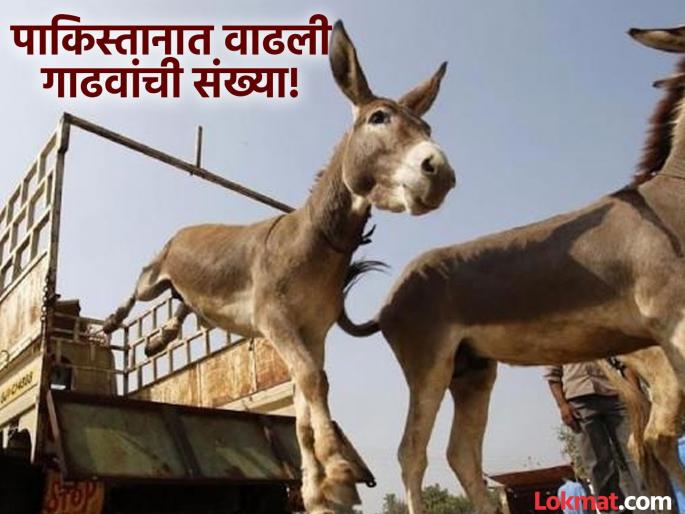 The number of donkeys has increased in Pakistan, China is buying them! There is a connection with men's sexual health | पाकिस्तानात वाढली गाढवांची संख्या, चीन करतंय खरेदी! पुरुषांच्या लैंगिक आरोग्याशी आहे कनेक्शन