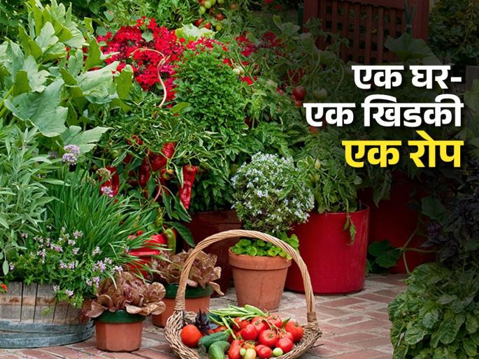 World Environment Day 2025: 4 plants dangling in the window of your house feels good, if you do 'this much' for it.. | World Environment Day 2025: आपल्या घरातल्या खिडकीत डोलली ४ रोपं तर सुख वाटतं, ‘एवढं’ तर कराल त्यासाठी..