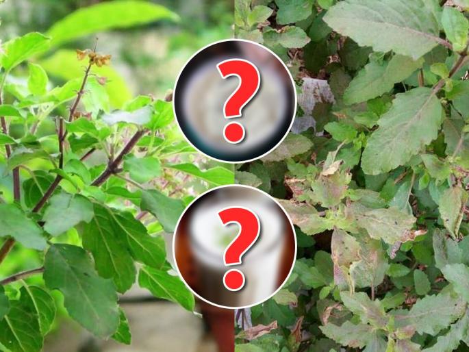 How To Remove Mealybugs Infestation From Tulsi Plant Using Curd Or Buttermilk Best Home Remedies for Tulsi or Holy Basil insect infestation | ऐन पावसाळ्यात तुळशीला बुरशी आली, कीडही पडलं? कुंडीतल्या मातीत घाला फ्रिजमधील २ पदार्थ, बघा जादू...