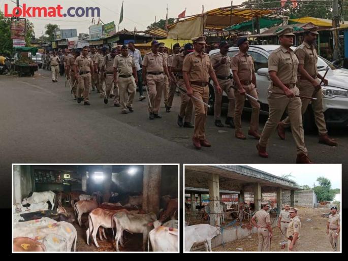 Police hunt down cattle smugglers after Bawankule's instructions, 246 cattle rescued | बावनकुळेंच्या निर्देशांनंतर गोवंश तस्करांवर पोलिसांचा हंटर, २४६ गोवंशीय जनावरांची सुटका Police hunt down cattle smugglers after Bawankule's instructions, 246 cattle rescued | बावनकुळेंच्या निर्देशांनंतर गोवंश तस्करांवर पोलिसांचा हंटर, २४६ गोवंशीय जनावरांची सुटका