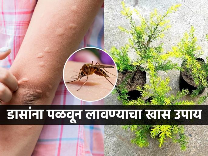 mosquito repellent plant, benefits of tapori plant to keep mosquitos away, how to get rid of mosquitoes, how to keep mosquitos away from house  | उदबत्ती, लिक्विड कशाचीच गरज नाही! फक्त १ रोप लावा- घरातले सगळे डास होतील गायब