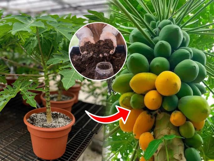 best fertilizer for papaya tree, how to get maximum fruits from papaya plant | पपईचं झाड नुसतंच वाढलं- फळाचा पत्ताच नाही? ३ खतं घाला- भरपूर येतील पपया
