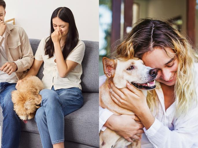 Does your dog's body smell bad during the monsoon?how to remove odor from pet, how to get rid of odour, bad smell from dog and other pet animals | पावसाळ्यात तुमच्याही डॉगीच्या अंगाचा कुबट वास येतो? दुर्गंधी कमी करण्यासाठी ५ सोपे उपााय