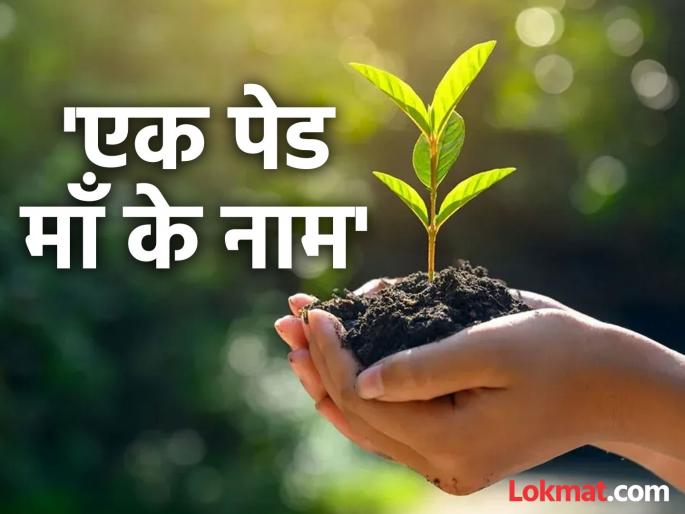 827 Gram Panchayats, target of 80 thousand trees! Vigorous preparations for tree plantation in Chandrapur through the 'Ek Peed Maa Ke Naam' campaign | ८२७ ग्रामपंचायती, ८० हजार झाडांचे लक्ष्य! चंद्रपूरमध्ये ‘एक पेड माँ के नाम’ मोहिमेतून वृक्षलागवडीची जोरदार तयारी