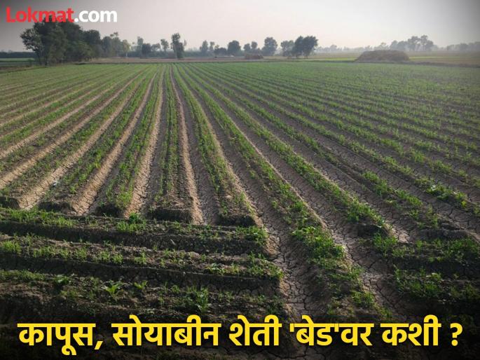 'Bed planting' of cotton and soybeans on 50 thousand hectares; Farmers' new formula for success! | ५० हजार हेक्टरवर कापूस, सोयाबीनची ‘बेडवर लागवड’ ; शेतकऱ्यांचा नव्या यशाचा फॉर्म्युला! 'Bed planting' of cotton and soybeans on 50 thousand hectares; Farmers' new formula for success! | ५० हजार हेक्टरवर कापूस, सोयाबीनची ‘बेडवर लागवड’ ; शेतकऱ्यांचा नव्या यशाचा फॉर्म्युला!