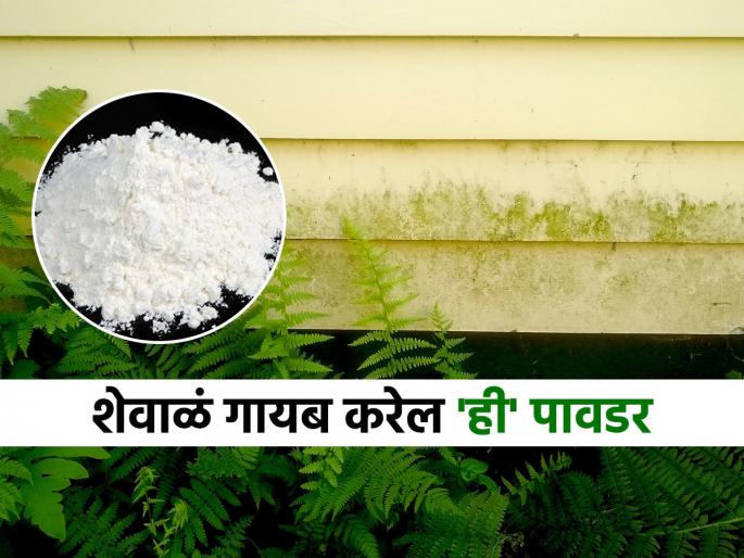 Is moss accumulating in the yard, making it slippery? Try this simple solution, don't wait until someone slips and falls. | अंगणात शेवाळं साचतं, निसरडं होतं? ‘हा’ सोपा उपाय करा, कुणी घसरुन पडेपर्यंत वाट पाहू नका..