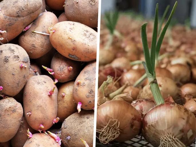 Kitchen Tips: Do onions and potatoes sprout due to humid weather during the monsoon? Follow these 3 easy solutions! | Kitchen Tips: पावसाळ्यात दमट वातावरणामुळे कांदे-बटाट्यांना कोंब येतात? करा ३ सोपे उपाय!