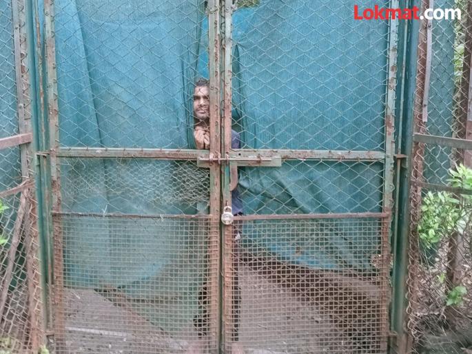 A mental patient entered the tiger's cage, causing a stir; Incident at Maharajbagh Zoological Museum | वाघाच्या पिंजऱ्यात मनोरुग्ण शिरल्यामुळे खळबळ ; महाराजबाग प्राणी संग्रहालयातील घटना A mental patient entered the tiger's cage, causing a stir; Incident at Maharajbagh Zoological Museum | वाघाच्या पिंजऱ्यात मनोरुग्ण शिरल्यामुळे खळबळ ; महाराजबाग प्राणी संग्रहालयातील घटना