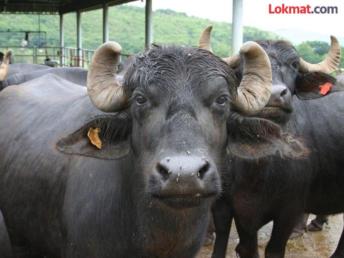 How did the buffalo get a badge if there was no insurance? Company remains unanswered on Commission's question | विमा नव्हता तर म्हशीला बिल्ला मिळालाच कसा; आयोगाच्या प्रश्नावर कंपनी निरुत्तर How did the buffalo get a badge if there was no insurance? Company remains unanswered on Commission's question | विमा नव्हता तर म्हशीला बिल्ला मिळालाच कसा; आयोगाच्या प्रश्नावर कंपनी निरुत्तर