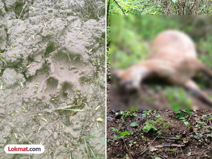 A tiger has entered Nimbala again! Demand for tiger control | बापरे...! निंबाळ्यात पुन्हा वाघ शिरला ! वाघाचा बंदोबस्त करण्याची मागणी A tiger has entered Nimbala again! Demand for tiger control | बापरे...! निंबाळ्यात पुन्हा वाघ शिरला ! वाघाचा बंदोबस्त करण्याची मागणी