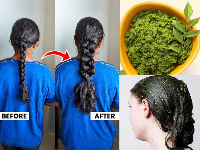 How To Apply Curry Leaves On Hairs to Get Long Hairs : Curry Leaves Home Remedies For Long And Thick Hairs | केसाची शेपटी झाली-खूपच गळतात? ५ रूपयांचा कढीपत्ता 'या' पद्धतीनं लावा, केसांत येईल जान