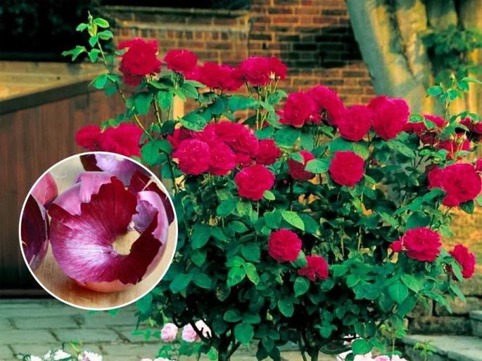 Onion Peel to Plant Growth : Onion Peel to Plant Growth Know How To Use Gardening Tips | रोपं वाढतात भरपूर पण फुलंच येत नाही? कांद्याची साल ‘अशी’ कुंडीत घाला-फुलांनी डवरतील झाडं