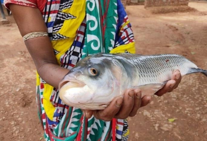Latest news Matsya Sampada Yojana fish farming scheme that helps women farmers in fish farming | महिला शेतकऱ्यांना मत्स्य शेतीसाठी मदत करणारी मत्स्य संपदा योजना आहे तरी काय? 
