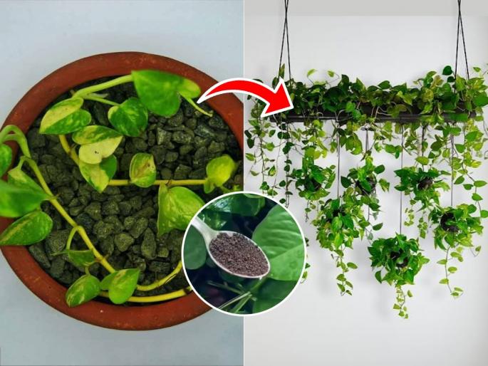 Money plant not growing well Gardening Tips : How To Grow Money Plants At Home | मनी प्लांट धड वाढतच नाही? १ चमचा 'हा' पदार्थ कुंडीत घाला; भरगच्च पानांनी बहरेल वेल