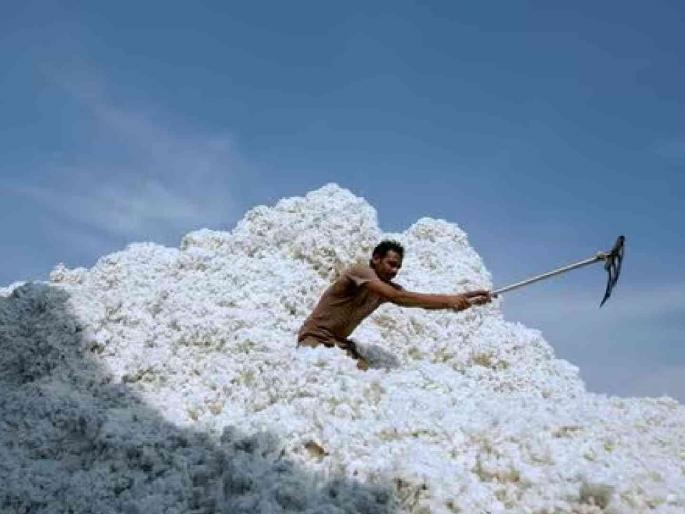 Farmers' crisis will increase; Conditions for cotton purchase will be tightened! | शेतकऱ्यांचे संकट वाढणार; कापूस खरेदीला अटींचा फास! Farmers' crisis will increase; Conditions for cotton purchase will be tightened! | शेतकऱ्यांचे संकट वाढणार; कापूस खरेदीला अटींचा फास!