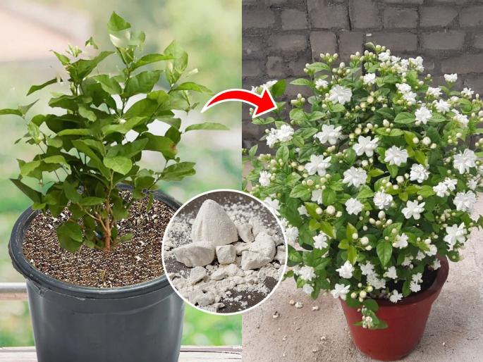 How To Get Jasmin Plant to Bloom : How Do I Get Indoor Jasmin To Flower Just 5 Rupees | मोगऱ्याला फुलं खूपच कमी येतात? ५ रूपयांची 'ही' पांढरी वस्तू कुंडीत घाला, फुलांनी वाकेल झाड
