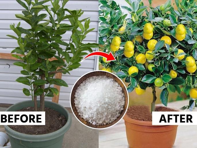 How To Grow Lemon Plant At Home : What Is Best Way To Grow Lemon Plant At Home | घरातल्या लिंबाच्या रोपात फक्त २ रुपयांची ही पावडर घाला, लिंबानी वाकेल रोप-येतील लिंबूच लिंबू