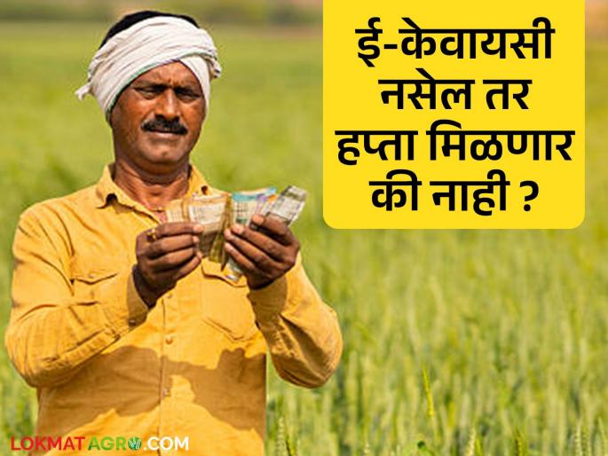 The seventh installment of the 'Namo Shetkari' scheme will arrive this week! Have you done Aadhaar and e-KYC? | 'नमो शेतकरी' योजनेचा सातवा हप्ता या आठवड्यात येणार ! आधार व ई-केवायसी केली ना? The seventh installment of the 'Namo Shetkari' scheme will arrive this week! Have you done Aadhaar and e-KYC? | 'नमो शेतकरी' योजनेचा सातवा हप्ता या आठवड्यात येणार ! आधार व ई-केवायसी केली ना?