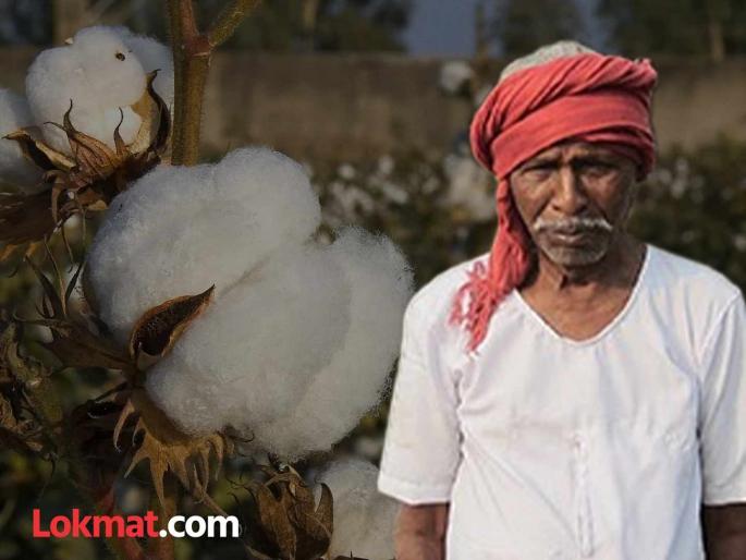 Cotton arrivals from abroad will increase! Deadline for imposing import duty extended till December 31, farmers unhappy | बाहेरून कापसाची आवक वाढणार ! आयात शुल्क लावण्यास ३१ डिसेंबरपर्यंत मुदतवाढ, शेतकऱ्यांमध्ये नाराजी