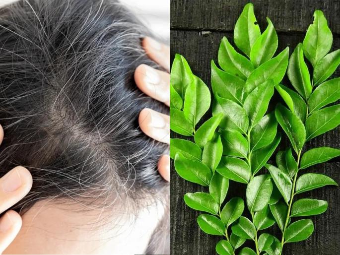 Use Curry Leaves to Get Black Hairs Naturally : Use Curry Leaves To Get Rid Of Grey Hairs | डोक्यावर पांढरे केस चमकतात? ५ रूपयांचा कढीपत्ता 'या' पद्धतीनं लावा; काळेभोर होतील केस