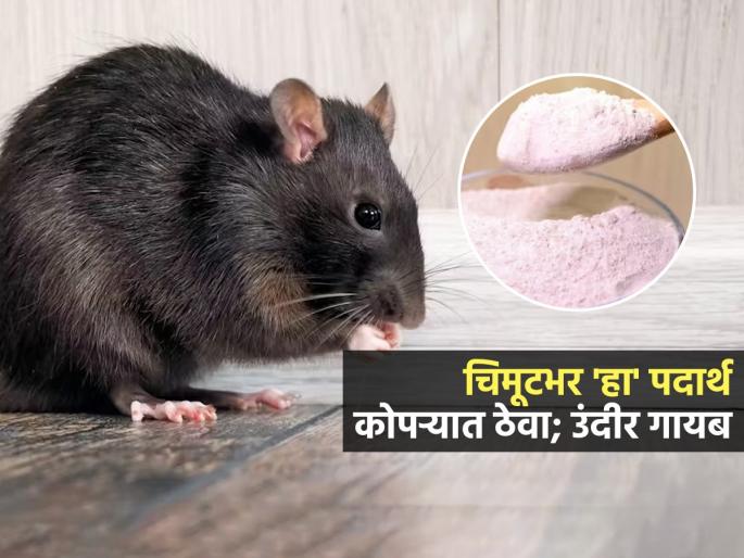 How to Get Rid of Mice at Home : How To Get Rid Of Mice According To Experts | घरात सतत उंदीर शिरतात? चिमूटभर 'ही' पांढरी पावडर खिडक्या, दरवाज्यांजवळ ठेवा; चटकन बाहेर जातील उंदीर