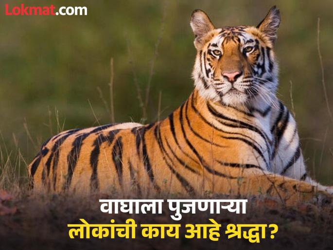 What is the secret of the tiger temple in Melghat? 'Kula Mama' is a place of worship for tribals | मेळघाटात वाघाच्या मंदिराचे काय आहे रहस्य ? 'कुला मामा' आहे आदिवासींचे श्रद्धास्थान What is the secret of the tiger temple in Melghat? 'Kula Mama' is a place of worship for tribals | मेळघाटात वाघाच्या मंदिराचे काय आहे रहस्य ? 'कुला मामा' आहे आदिवासींचे श्रद्धास्थान