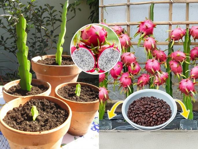 How To Grow Dragon Fruit At Home : How To Grow Dragon Fruit In Your Own Kitchen | घरीच छोट्या कुंडीत लावा १०० रूपयाला १ मिळणारं ड्रॅगन फ्रुट, लाखोंचा होईल फायदा- वर्षानुवर्ष खाल फळं