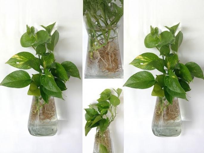Plant a Money Plant in Water at Home : Is Money Plant Can Grow In Water | घरीच छोट्याश्या बॉटलमध्ये लावा मनी प्लांट; ३ स्टेप्स, भरगच्च पानांनी बहरेल पाण्यातला मनी प्लांट