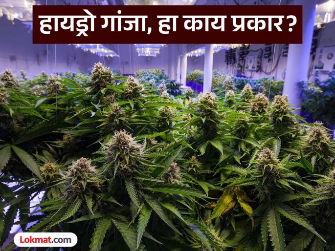 Is a new type of 'hydroponic' cannabis being smuggled on online platforms? | 'हायड्रोपोनिक' गांजाचा नवीन प्रकार, ऑनलाइन प्लॅटफॉर्मवर होतेय तस्करी ? Is a new type of 'hydroponic' cannabis being smuggled on online platforms? | 'हायड्रोपोनिक' गांजाचा नवीन प्रकार, ऑनलाइन प्लॅटफॉर्मवर होतेय तस्करी ?