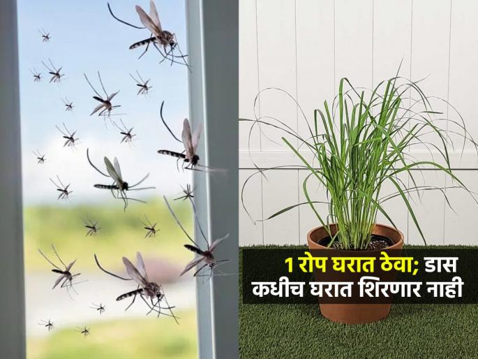 Gardening Experts Secret Tricks To Grow Lemongrass Plants For Keep Mosquito Away From House Naturally | संध्याकाळ होताच घर डासांनी भरतं? 'हे' १ छोटसं रोप घरात ठेवा, डास कधीच घरात शिरणार नाही