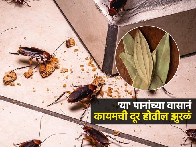 Tips And Tricks Bay Leaf Remedy To Get Rid Of Cockroaches Naturally Chemical Free | किचनमध्ये बारीक झुरळांचा सुळसुळाट झाला? 'ही' पानं कोपऱ्यात ठेवा, एकूण एक झुरळ होईल गायब