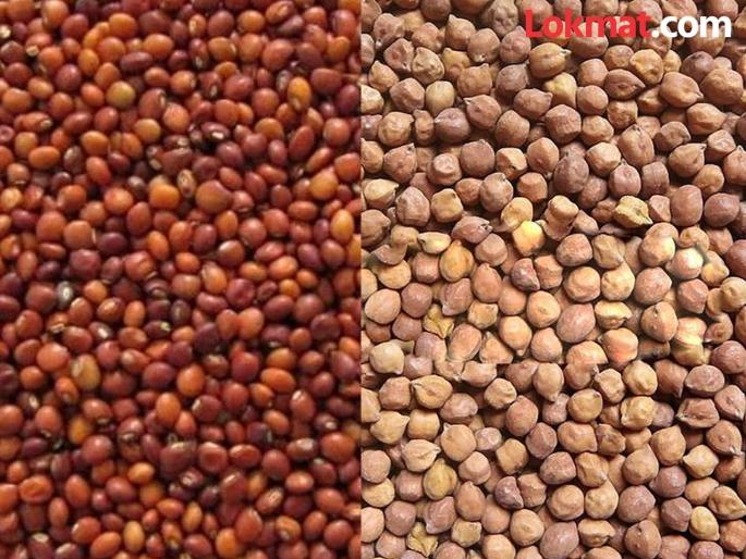 Gram price increased above the MSP but the price of turi fell by 2 thousand | हरभरा हमीभावापेक्षा वधारला पण तुरीच्या दरात २ हजारांची घसरण Gram price increased above the MSP but the price of turi fell by 2 thousand | हरभरा हमीभावापेक्षा वधारला पण तुरीच्या दरात २ हजारांची घसरण