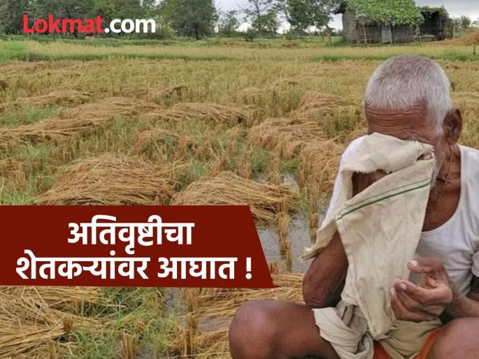 Eleven and a half thousand hectares of agriculture affected by floods in Gadchiroli district in two months | गडचिरोली जिल्ह्यात पुराच्या प्रकोपाने दोन महिन्यांत साडे अकरा हजार हेक्टर शेतीला फटका Eleven and a half thousand hectares of agriculture affected by floods in Gadchiroli district in two months | गडचिरोली जिल्ह्यात पुराच्या प्रकोपाने दोन महिन्यांत साडे अकरा हजार हेक्टर शेतीला फटका